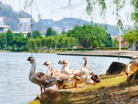 “嘉園”鵝學長