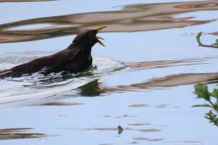 鳥泳