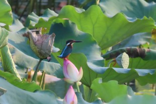翠荷鳥趣
