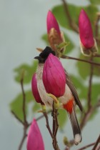 花中有鳥