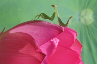 螳螂花心嗅聞,更為守花待蛾