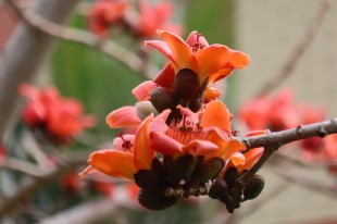 花團(tuán)錦簇