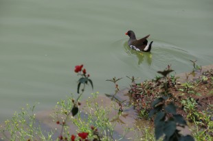 黑水雞