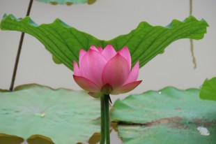 蓮花開
