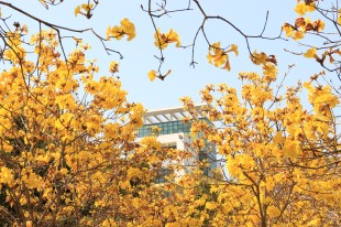 風過鈴響，花滿枝