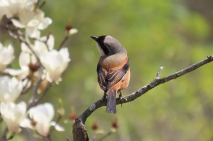 花與鳥