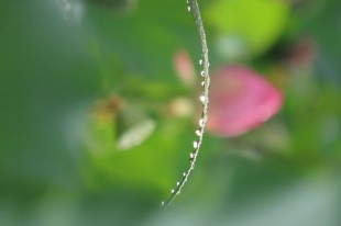 青葉懸珠似明月