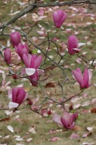 花開花落