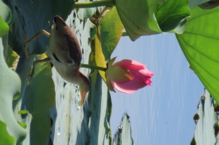 風(fēng)蒲獵獵小池塘