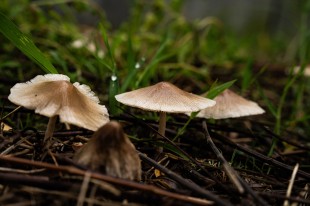 雨潤菇華