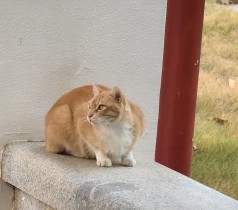 “嘉”有喵醬