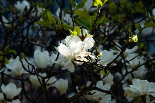 春華初綻