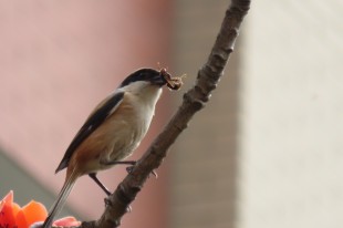 鳥吃蜂