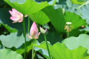 校園里的荷花