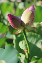 花開并蒂