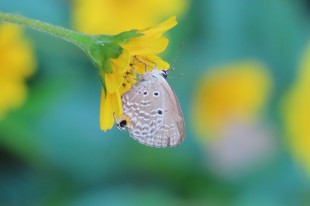 采蜜花叢間