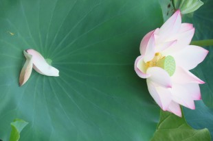 一念花開 一念花落 一念放下 萬般自在