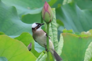 獨(dú)樹一幟