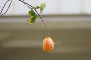 碩果僅存