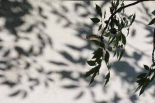 虛虛實(shí)實(shí)