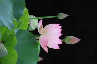 心有慈悲蓮花開