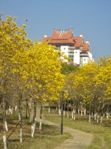 黃花風鈴?fù)?></a></div><div   id=