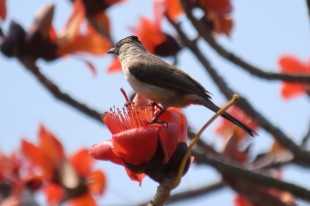 花與鳥