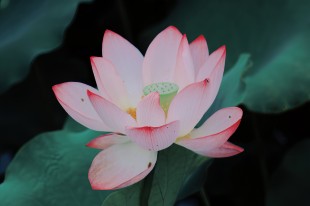 荷間漫步，邂逅夏日生機(jī)