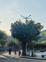 “嘉園”有自己的愛心樹