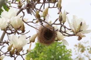 鳥窩