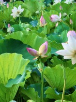 “嘉園”雙生荷花