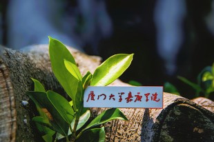 當(dāng)光遇見生命的熾熱輝芒