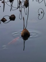 陌上花已開，自在少年郎