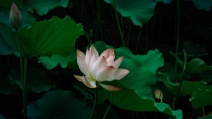 以荷之名，贈你一夏清歡