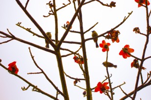 “嘉”里百花綻，你的心事放在哪一朵？